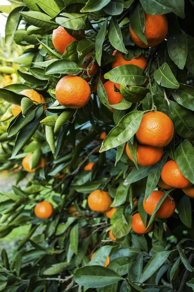 Yeşil yapraklı meyve ağacı ve mandalina, mandalina.