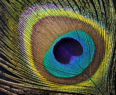 Güzel egzotik tavus kuşu tüyleri beyaz arka planda kopya alanı ile.