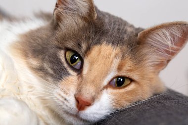 Pet animal; cute calico cat
