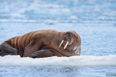  Norveç manzara doğa Mors Spitsbergen Longyearbyen Svalbard kutup kış kutup ışığı gün gökyüzünün bir buz parçası üzerinde