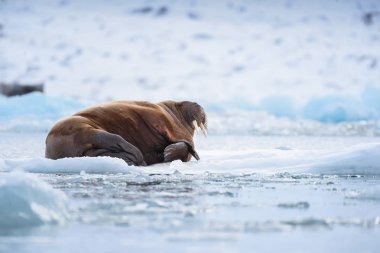  Norveç manzara doğa Mors Spitsbergen Longyearbyen Svalbard kutup kış kutup ışığı gün gökyüzünün bir buz parçası üzerinde