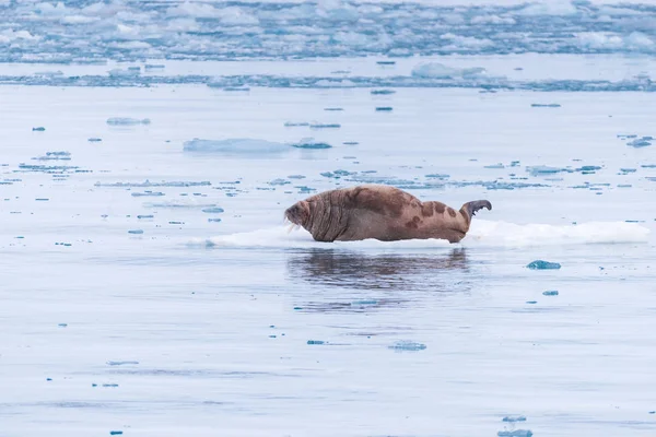 Noorwegen Landschap Natuur Walrus Een Pakijs Van Spitsbergen Longyearbyen Spitsbergen — Stockfoto