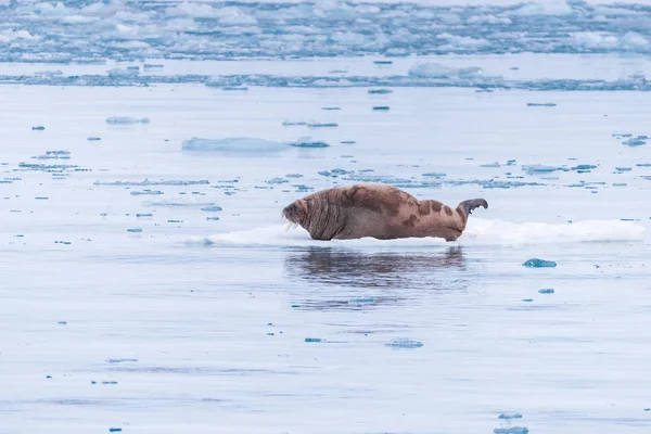 Норвежский Морж Льдине Шпицбергена День Полярного Сияния — стоковое фото