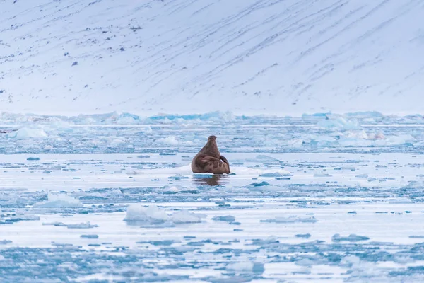 Paysage Nordique Nature Morse Sur Une Banquise Spitsbergen Longyearbyen Svalbard — Photo