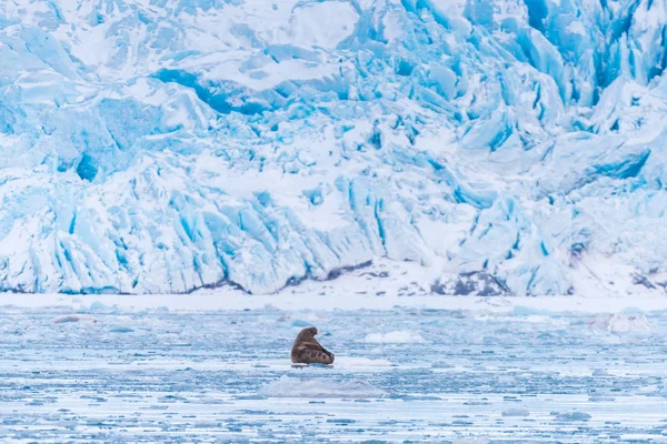 Norway Landscape Nature Walrus Ice Floe Spitsbergen Longyearbyen Svalbard Arctic — Stock Photo, Image