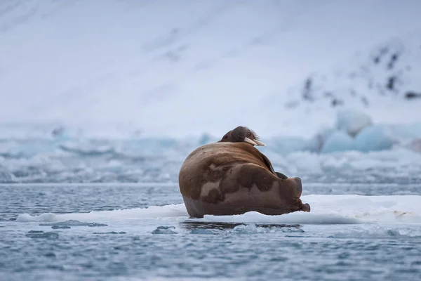 Noorwegen Landschap Natuur Walrus Een Pakijs Van Spitsbergen Longyearbyen Spitsbergen — Stockfoto