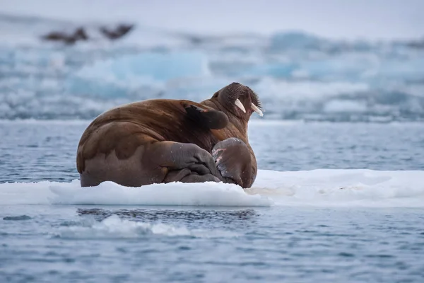 Noorwegen Landschap Natuur Walrus Een Pakijs Van Spitsbergen Longyearbyen Spitsbergen — Stockfoto