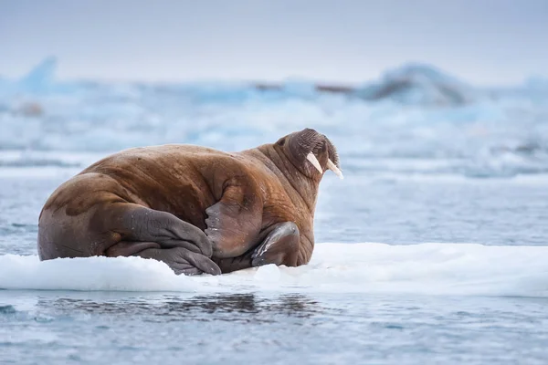 Noorwegen Landschap Natuur Walrus Een Pakijs Van Spitsbergen Longyearbyen Spitsbergen — Stockfoto