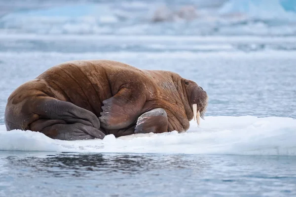 Noorwegen Landschap Natuur Walrus Een Pakijs Van Spitsbergen Longyearbyen Spitsbergen — Stockfoto