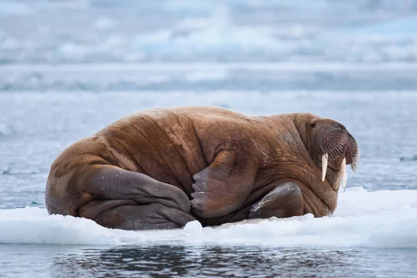 Norvégia Táj Jellegét Rozmár Egy Jégtáblán Spitsbergen Longyearbyen Svalbard Északi — Stock Fotó