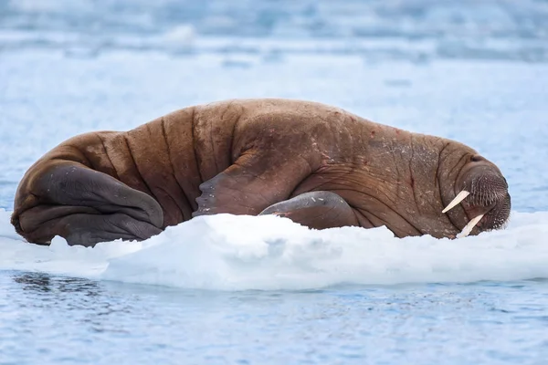 Noorwegen Landschap Natuur Walrus Een Pakijs Van Spitsbergen Longyearbyen Spitsbergen — Stockfoto