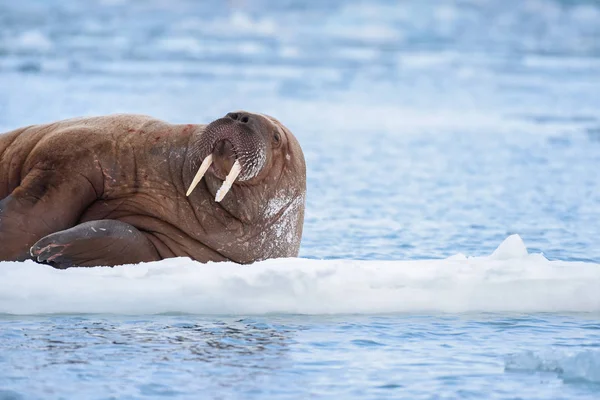 Noorwegen Landschap Natuur Walrus Een Pakijs Van Spitsbergen Longyearbyen Spitsbergen — Stockfoto