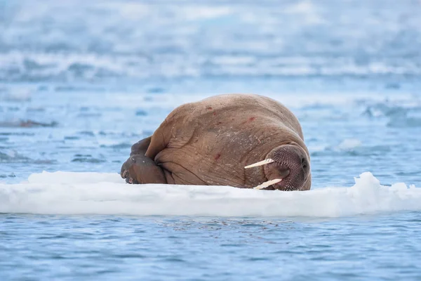 Noorwegen Landschap Natuur Walrus Een Pakijs Van Spitsbergen Longyearbyen Spitsbergen — Stockfoto