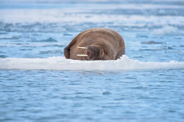 Норвежский Морж Льдине Шпицбергена День Полярного Сияния — стоковое фото