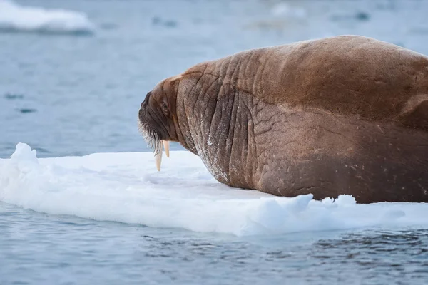 Noorwegen Landschap Natuur Walrus Een Pakijs Van Spitsbergen Longyearbyen Spitsbergen — Stockfoto