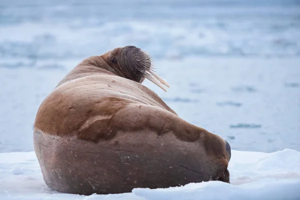 Norvégia Táj Jellegét Rozmár Egy Jégtáblán Spitsbergen Longyearbyen Svalbard Északi — Stock Fotó