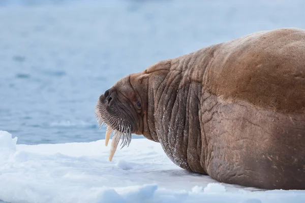 Noorwegen Landschap Natuur Walrus Een Pakijs Van Spitsbergen Longyearbyen Spitsbergen — Stockfoto