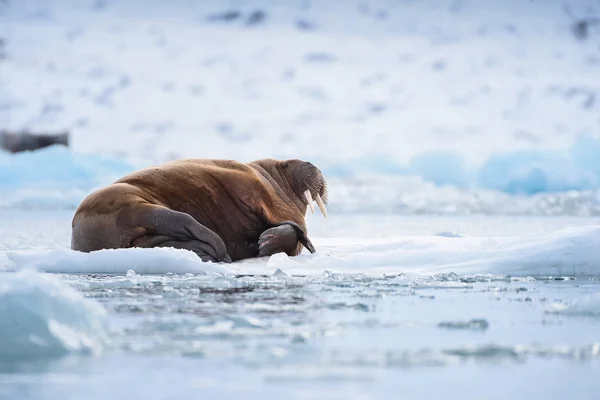 Noorwegen Landschap Natuur Walrus Een Pakijs Van Spitsbergen Longyearbyen Spitsbergen — Stockfoto