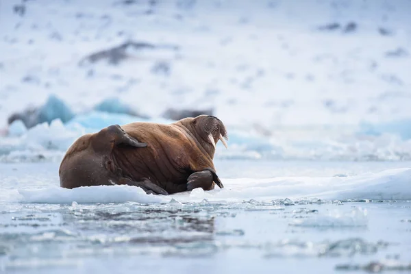 Paysage Nordique Nature Morse Sur Une Banquise Spitsbergen Longyearbyen Svalbard — Photo