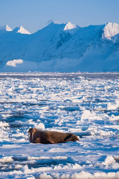 Norway Paesaggio Natura Tricheco Lastrone Ghiaccio Spitsbergen Longyearbyen Svalbard Artico — Foto Stock