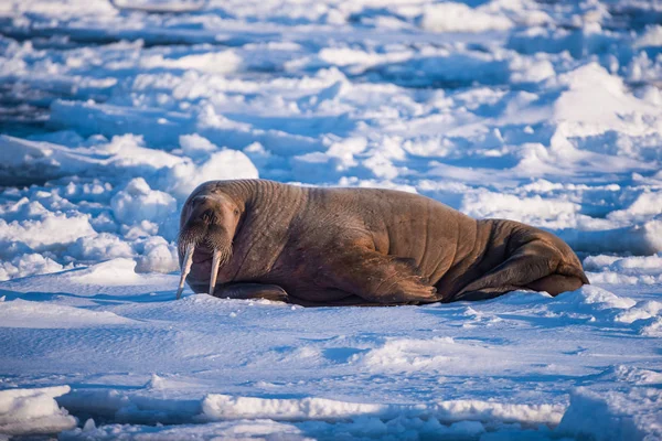 Noorwegen Landschap Natuur Walrus Een Pakijs Van Spitsbergen Longyearbyen Spitsbergen — Stockfoto