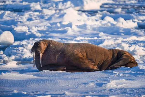 Noorwegen Landschap Natuur Walrus Een Pakijs Van Spitsbergen Longyearbyen Spitsbergen — Stockfoto