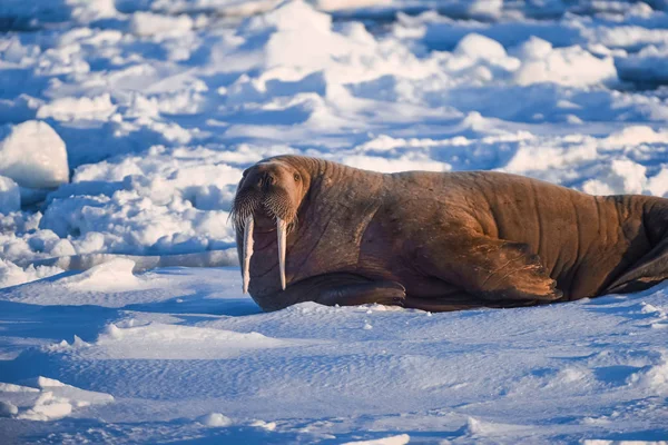 Noorwegen Landschap Natuur Walrus Een Pakijs Van Spitsbergen Longyearbyen Spitsbergen — Stockfoto