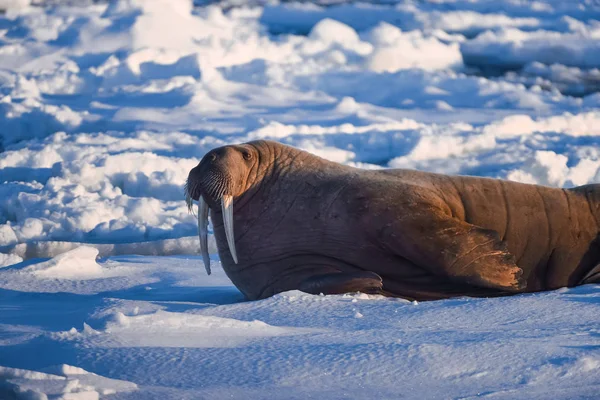 Noorwegen Landschap Natuur Walrus Een Pakijs Van Spitsbergen Longyearbyen Spitsbergen — Stockfoto