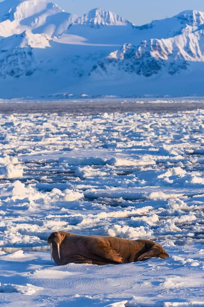 Норвежский Морж Льдине Шпицбергена День Полярного Сияния — стоковое фото