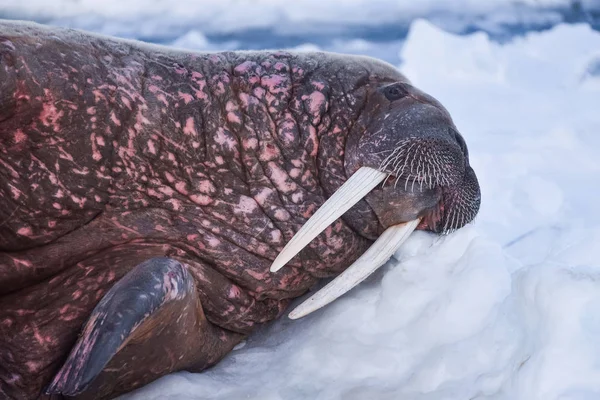 Noorwegen Landschap Natuur Walrus Een Pakijs Van Spitsbergen Longyearbyen Spitsbergen — Stockfoto