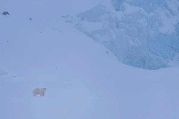 Norway Paesaggio Natura Bianco Orso Ghiacciaio Lastrone Ghiaccio Spitsbergen Longyearbyen — Foto Stock