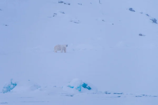 Norway Paesaggio Natura Bianco Orso Ghiacciaio Lastrone Ghiaccio Spitsbergen Longyearbyen — Foto Stock