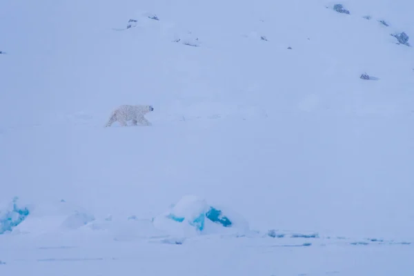 Norway Paesaggio Natura Bianco Orso Ghiacciaio Lastrone Ghiaccio Spitsbergen Longyearbyen — Foto Stock