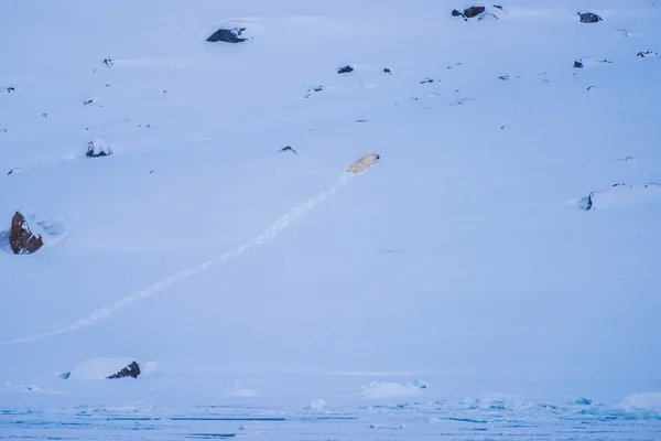 ノルウェーの風景自然ホワイト ベア氷河スバールバル諸島スピッツ ベルゲン ロングイェールビーン北極の冬極五月晴れの日空の氷浮氷の上 — ストック写真