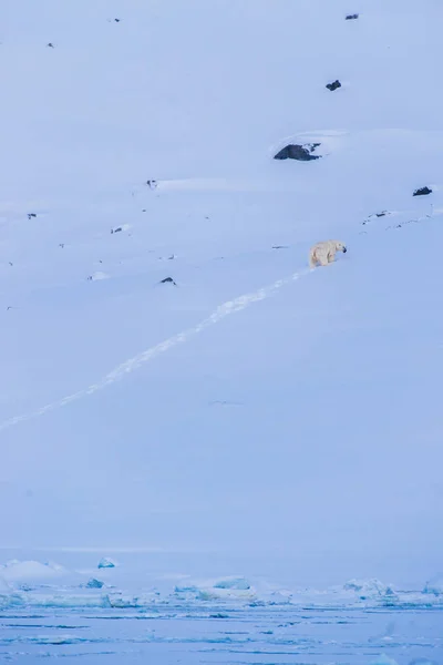 ノルウェーの風景自然ホワイト ベア氷河スバールバル諸島スピッツ ベルゲン ロングイェールビーン北極の冬極五月晴れの日空の氷浮氷の上 — ストック写真