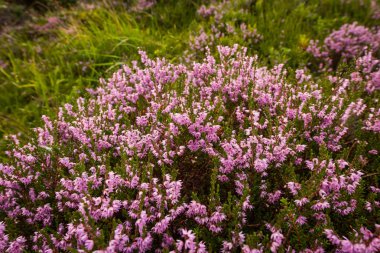 Manzara seyahat etmek taş giderken Norveç Doğa, dağlar, tam bir özgürlük hissi Sunset'teki dağlar kjeragbolten kjerag