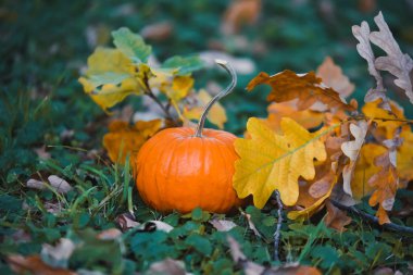 yakın çekim Turuncu kabak sarı sonbahar Bahçe park ile Cadılar Bayramı kutlamak bırakır