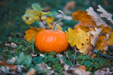 yakın çekim Turuncu kabak sarı sonbahar Bahçe park ile Cadılar Bayramı kutlamak bırakır