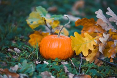 yakın çekim Turuncu kabak sarı sonbahar Bahçe park ile Cadılar Bayramı kutlamak bırakır