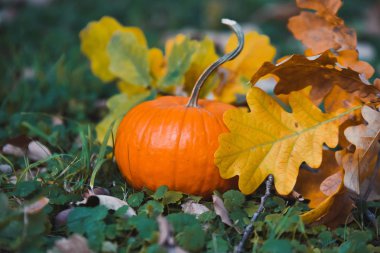 yakın çekim Turuncu kabak sarı sonbahar Bahçe park ile Cadılar Bayramı kutlamak bırakır