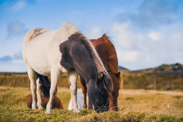 Chevaux Islandais Dans Les Montagnes Race Chevaux Élevés Islande — Photo