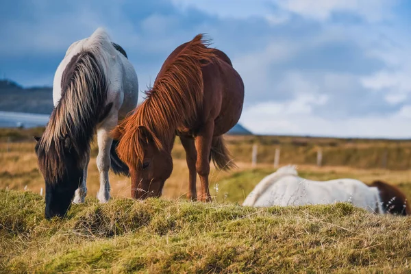 Chevaux Islandais Dans Les Montagnes Race Chevaux Élevés Islande — Photo