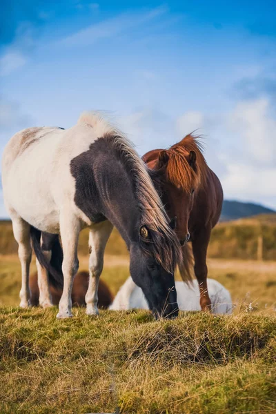 Chevaux Islandais Dans Les Montagnes Race Chevaux Élevés Islande — Photo