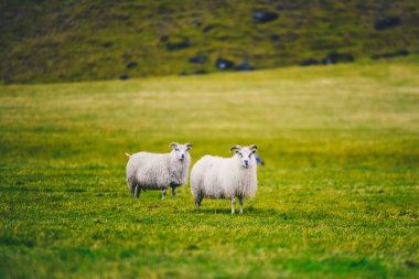 İzlanda koyunları dağlarda. İzlanda'koyun ırkı yetiştirilmiş.