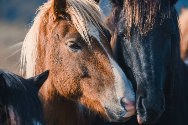 Icelandic horses in the mountains. The breed of horses bred in Iceland.