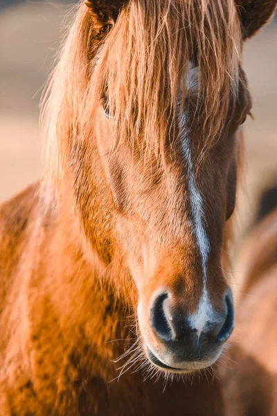 Chevaux Islandais Dans Les Montagnes Race Chevaux Élevés Islande — Photo