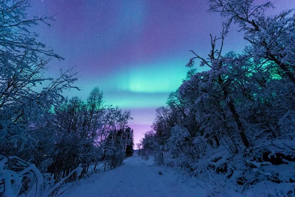 ファーム冬森雪の山に北欧ノルウェー トロムソの北極北極のオーロラ オーロラ空星 — ストック写真