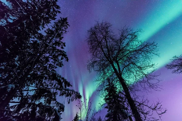 İskandinavya Norveç Tromso çiftlik kış orman kar dağlarda kutup kutup kuzey ışıkları aurora borealis gökyüzü yıldız 