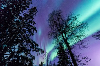 İskandinavya Norveç Tromso çiftlik kış orman kar dağlarda kutup kutup kuzey ışıkları aurora borealis gökyüzü yıldız 