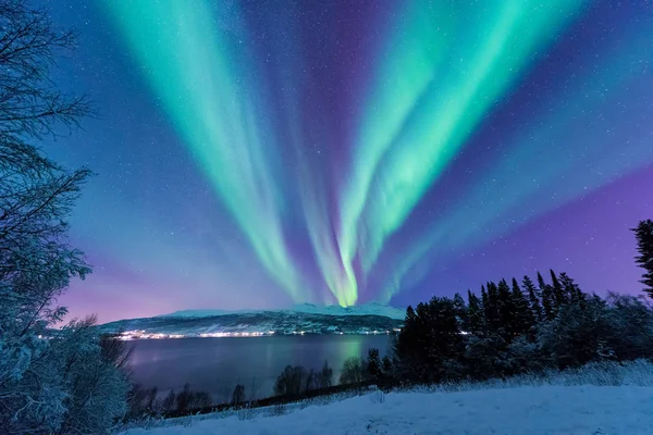 The polar arctic Northern lights aurora borealis sky star in Scandinavia Norway Tromso in the farm winter forest  snow mountains
